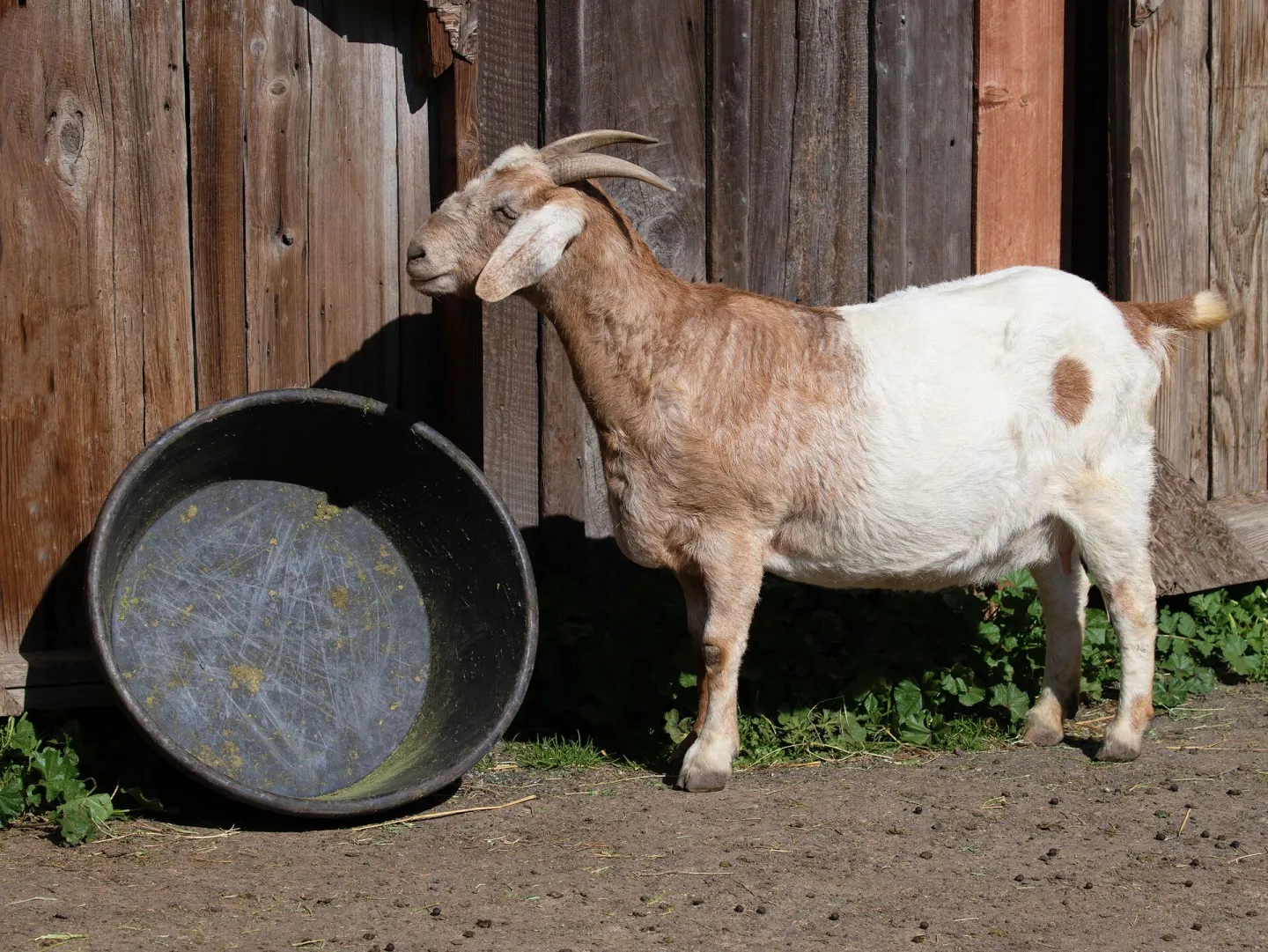 Goats